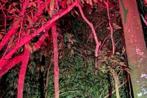 Cuc Phuong: Wildlife Night-Spotting – Private Tour