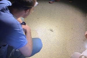 Cuc Phuong: Wildlife Night-Spotting – Private Tour