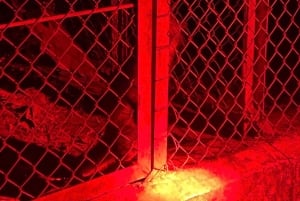 Cuc Phuong: Wildlife Night-Spotting – Private Tour