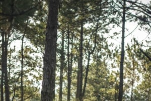 ダラット：サンライズハイキング、朝食付き・送迎付き