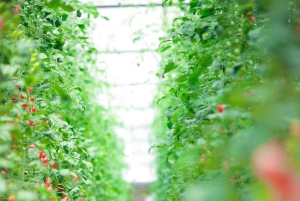 Da Lat: Cu Lan Village med jordgubbar och blomsterträdgårdsbesök