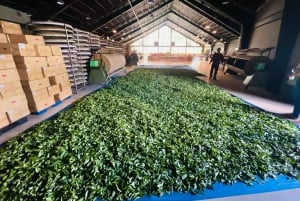 Da Lat Local Spirit: Morning of Peace, Culture & Tea