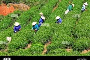 Da Lat: Sunrise Photography & Scenic Morning Tour