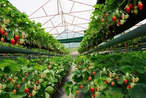 Da Lat: Sunrise Photography & Scenic Morning Tour