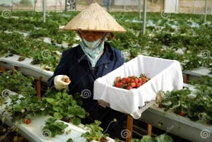 Da Lat: Sunrise Photography & Scenic Morning Tour