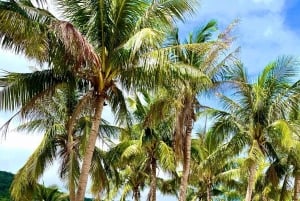 Da Nang/Hoi An: Cham Island Speedboat Tour med snorkling