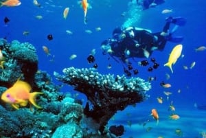 Da Nang/Hoi An: Nurkowanie na wyspach Cham z instruktorem