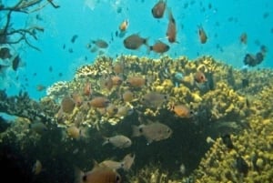 Da Nang/Hoi An: Nurkowanie na wyspach Cham z instruktorem