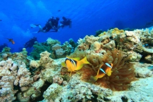 Da Nang/Hoi An:Explore Cham Island and Snorkeling tour 1 Day