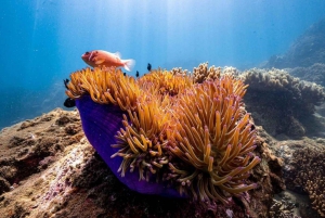 Da Nang/Hoi An:Explore Cham Island and Snorkeling tour 1 Day