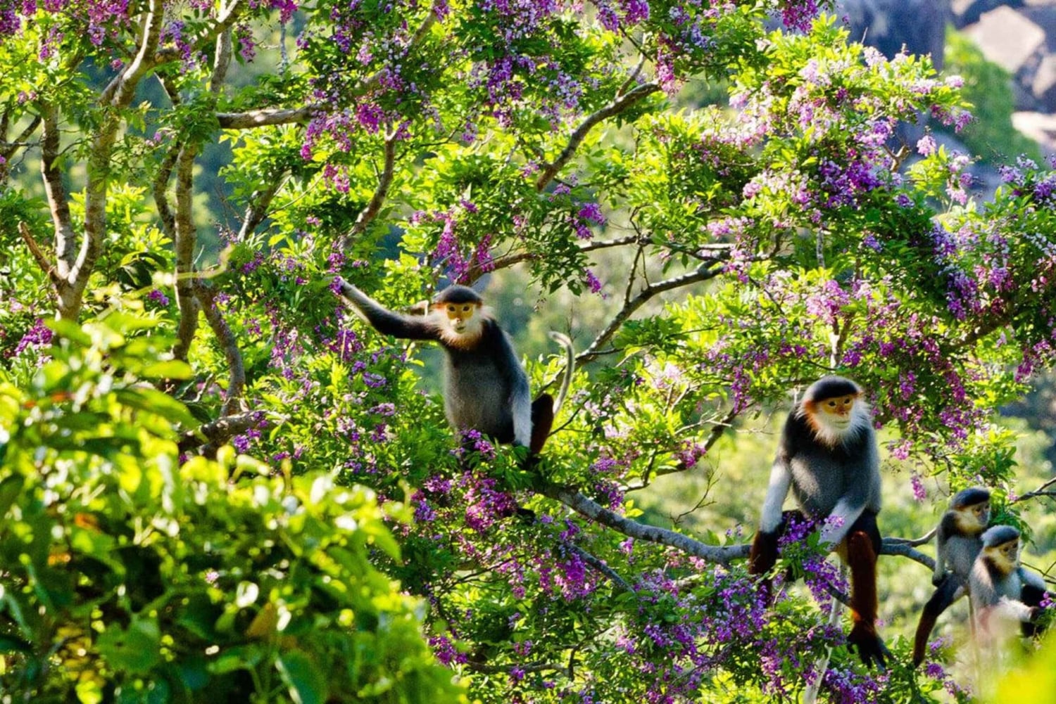 Da Nang: Isola delle Scimmie, snorkeling e parapendio
