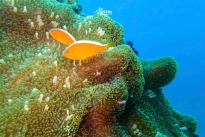 Da Nang: Night Street Tour with Dragon Bridge Show