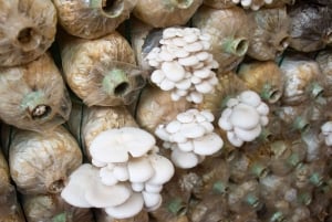 Dalat: Best of the Countryside Tour yksityisautolla: Best of the Countryside Tour yksityisautolla