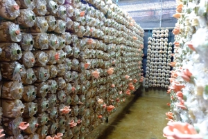 Dalat: Best of the Countryside Tour yksityisautolla: Best of the Countryside Tour yksityisautolla