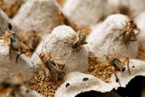 Dalat: Best of the Countryside Tour yksityisautolla: Best of the Countryside Tour yksityisautolla