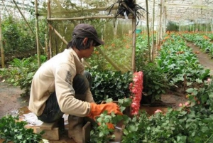 8-Hour DaLat Countryside with Silk Village, Elephant falls