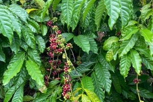 ダラットシティツアー with マリオカート、ケーブルカー、アルパインコースター..