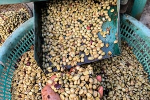 Oplev, hvordan man laver kaffe fra en bæredygtig gård i Dalat.