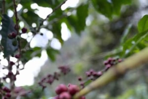 Oplev, hvordan man laver kaffe fra en bæredygtig gård i Dalat.