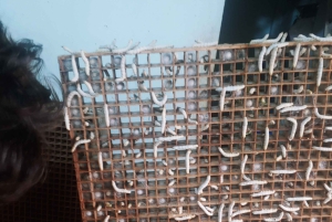 Oplev, hvordan man laver kaffe fra en bæredygtig gård i Dalat.