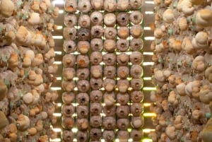 Dalat Easy Rider Motorbike Loop Dagstur