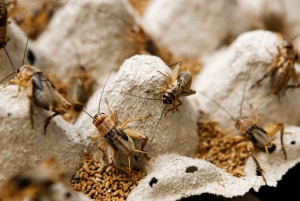 Dalat Easy Rider Motorbike Loop Dagstur