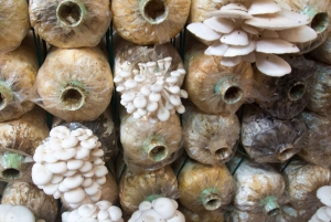 Dalat Easy Rider Motorbike Loop Dagstur