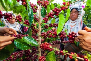 Dalat Easy Rider Motorbike Loop Dagstur