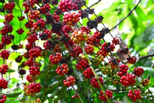 Dalat Easy Rider Motorbike Loop Dagstur