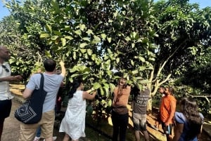 ダラット半日アドベンチャー：午前と午後のオプションをご用意しております