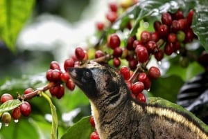 Dalat: Private Tour with Elephant Waterfall and Pagoda