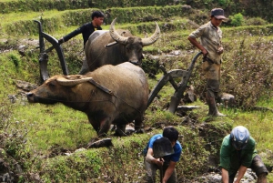 Sapa-trekkingdeals met een lokale gids