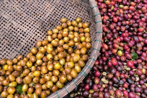 Erlebe Spezialitätenkaffee mit nachhaltigen Kaffeebauern
