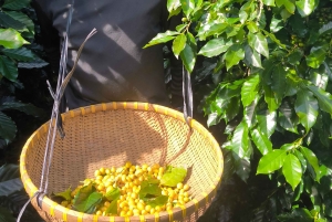 Erlebe Spezialitätenkaffee mit nachhaltigen Kaffeebauern