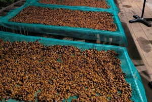 Erlebe Spezialitätenkaffee mit nachhaltigen Kaffeebauern