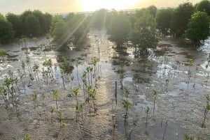 Utforsk Ca Mau: Dat Mui nasjonalpark
