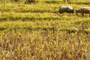 Explore Sapa by TrekkingAdventures, Mountain,Rice fields