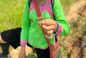 Explore Sapa by TrekkingAdventures, Mountain,Rice fields