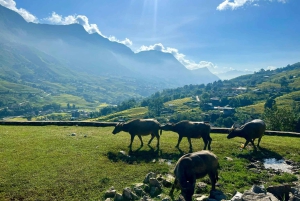Explore Sapa by TrekkingAdventures, Mountain,Rice fields