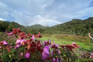 Explora las maravillas naturales de Sa Pa en coche: tour de medio día