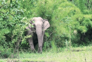Utforsk Don Village og Yok Don nasjonalpark