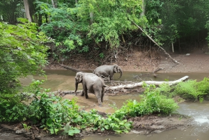 Utforsk Don Village og Yok Don nasjonalpark