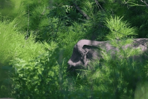 Utforsk Don Village og Yok Don nasjonalpark