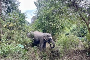 Utforsk Don Village og Yok Don nasjonalpark