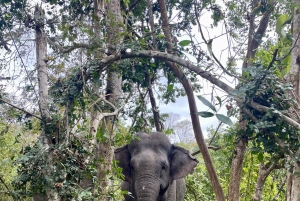 Utforsk Don Village og Yok Don nasjonalpark