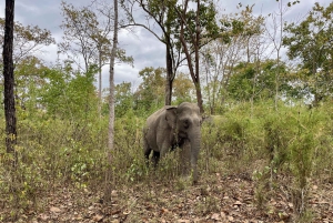 Utforsk Don Village og Yok Don nasjonalpark