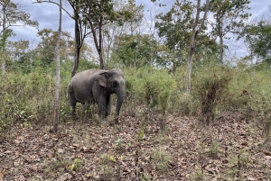 Utforsk Don Village og Yok Don nasjonalpark