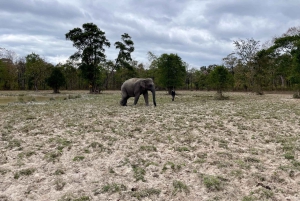 Utforsk Don Village og Yok Don nasjonalpark