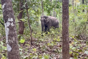 Utforsk Don Village og Yok Don nasjonalpark