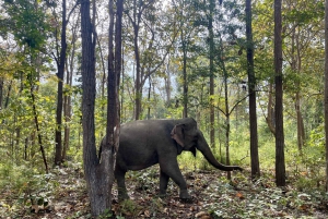 Utforsk Don Village og Yok Don nasjonalpark